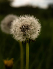 Pusteblume