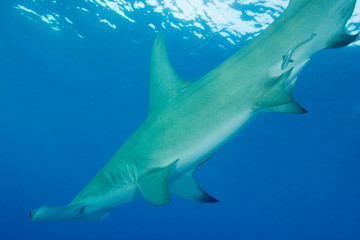 Great Hammerhead Shark (Sphyrna mokarran) Northern Bahamas 