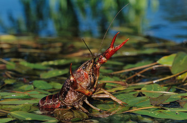 Crayfish, Crawfish, Astacidae, adult in defensive pose, Sinton, Coastel Bend, Texas, USA, April