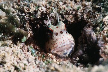 View of Freckled Face Blenny (Istiblennius chrysospilos) underwater