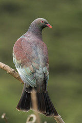 New Zealand Endemic Pigeon