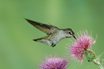 Anna's Hummingbird, Calypte anna, female in flight feeding on Thistle, Paradise, Chiricahua Mountains, Arizona, USA, August
