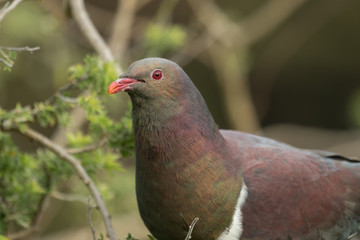 New Zealand Endemic Pigeon