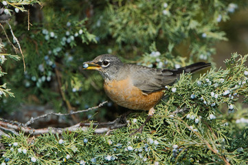 American Robin, Turdus migratorius, female eating juniper tree berries,Yellowstone NP,Wyoming, September