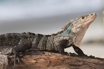 Black Iguana, Ctenosaur, Ctenosaura similis, adult, Manuel Antonio National Park, Central Pacific Coast, Costa Rica, Central America, December