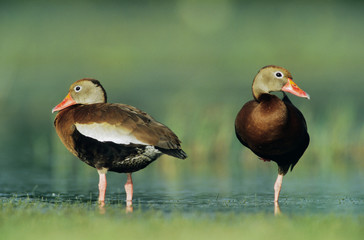 Black-bellied Whistling-Duck, Dendrocygna autumnalis, pair, Welder Wildlife Refuge, Sinton, Texas, USA, June
