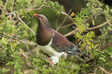 New Zealand Endemic Pigeon