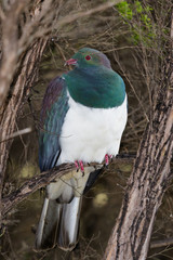 New Zealand Endemic Pigeon