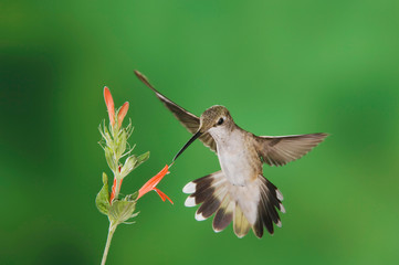 Black-chinned Hummingbird, Archilochus alexandri, female feeding on Sage Flower,Tucson, Arizona, USA, September