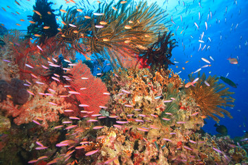 Fototapeta na wymiar tropical reef with Anthias fish, Crinoids near Beqa Island off Southern Viti Levu, Fiji, South Pacific