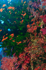 schooling Fairy Basslets (Pseudanthias squamipinnis) near Soft Corals (Dendronepthya sp.), Vibrant & Colorful, healthy Coral Reef, Bligh Water, Viti Levu, Fiji, South Pacific