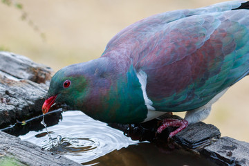 New Zealand Endemic Pigeon
