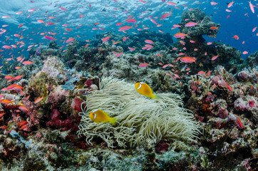 South Pacific, Solomon Islands. Reef of fish and corals. Credit as: Jones & Shimlock / Jaynes...