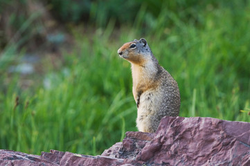 Naklejka na ściany i meble Columbian Ground Squirrel,Spermophilus columbianus, Glacier National Park, Montana, USA, July
