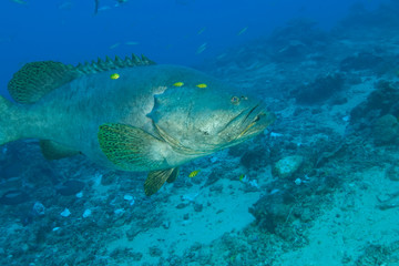 Fototapeta na wymiar Large Queensland Grouper with yellow pilotfish around head, Shark Feed Dive between Pacific Harbour & Beqa Island off Southern Viti Levu, Fiji, South Pacific