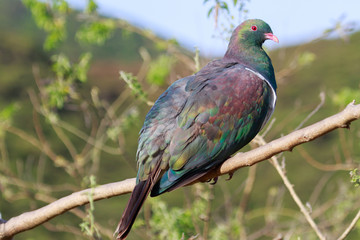 New Zealand Endemic Pigeon