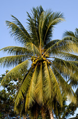Fototapeta na wymiar Papua New Guinea, Morobe Province. Coconut Palm.