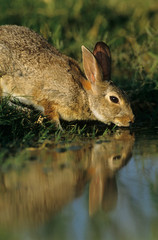 Eastern Cottontail, Sylvilagus floridanus, adult drinking, Starr County, Rio Grande Valley, Texas, USA, May