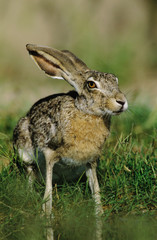 Black-tailed Jackrabbit, Lepus californicus, adult drinking, Starr County, Rio Grande Valley, Texas, USA, May