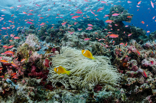 South Pacific, Solomon Islands. Reef of fish and corals. Credit as: Jones & Shimlock / Jaynes Gallery / DanitaDelimont.com