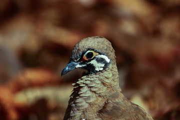 Squatter Pigeon in Australia