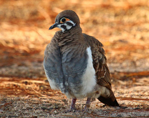 Squatter Pigeon in Australia