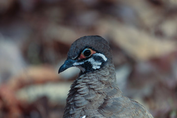Squatter Pigeon in Australia