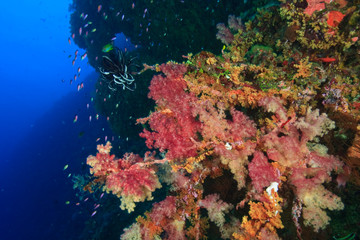 Fototapeta na wymiar profuse Soft Corals (Dendronepthya sp.), Peliliu Wall, Palau, Micronesia