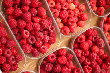 Frambuesas recién recogidas en el campo de Marruecos
