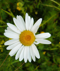 Fototapeta premium The Camomile flowers
