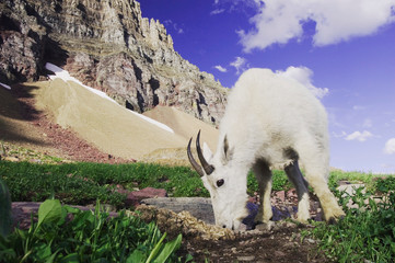 Mountain Goat,Oreamnos americanus, adult with summer coat licking minerals, Glacier National Park, Montana, USA, July