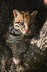 Ocelot, Felis pardalis, captive, female resting on mesquite tree, Welder Wildlife Refuge, Sinton, Texas, USA, Oktober