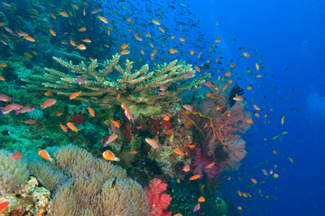Fototapeta na wymiar Schooling Fairy Basslets (Pseudanthias squamipinnis) near Vibrant & Colorful, healthy Coral Reef, Bligh Water, Viti Levu, Fiji, South Pacific