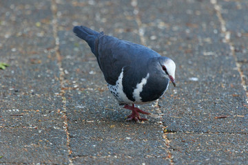 Wonga Pigeon in Australia