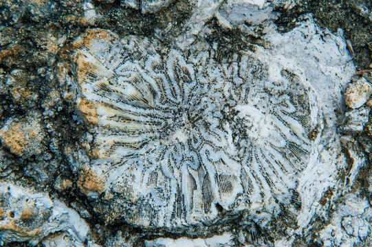 Seashells fossil in the rocks, Ha'apai, Tonga, South Pacific