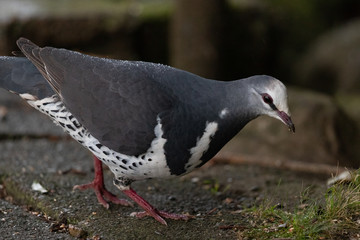 Wonga Pigeon in Australia