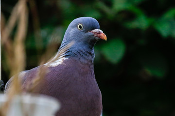Wood Pigeon in England