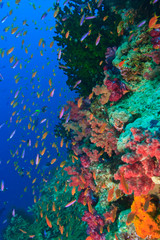 Fototapeta na wymiar Schooling Fairy Basslets (Pseudanthias squaminipinnis), Vibrant & Colorful, healthy Coral Reef, Bligh Water, Viti Levu, Fiji, South Pacific