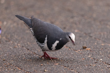 Wonga Pigeon in Australia
