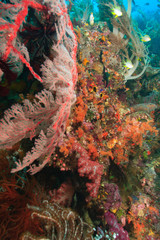 Fototapeta na wymiar colorful soft corals and gorgonian sea fans, Raja Ampat region of Papua (formerly Irian Jaya)