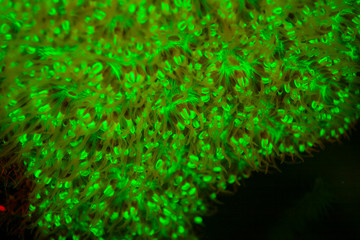 Fluorescence emitted in corals, captured using special barrier filter. Milne Bay, Papua New Guinea