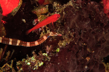 Pipefish and Triplefin, Milne Bay, Papua New Guinea