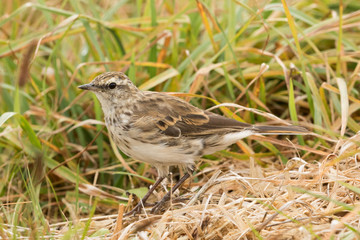 Australasian Pipit
