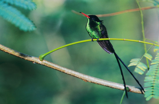 Red-billed Streamertail, Trochilus polytmus,male, Blue Mountains, Jamaica, January