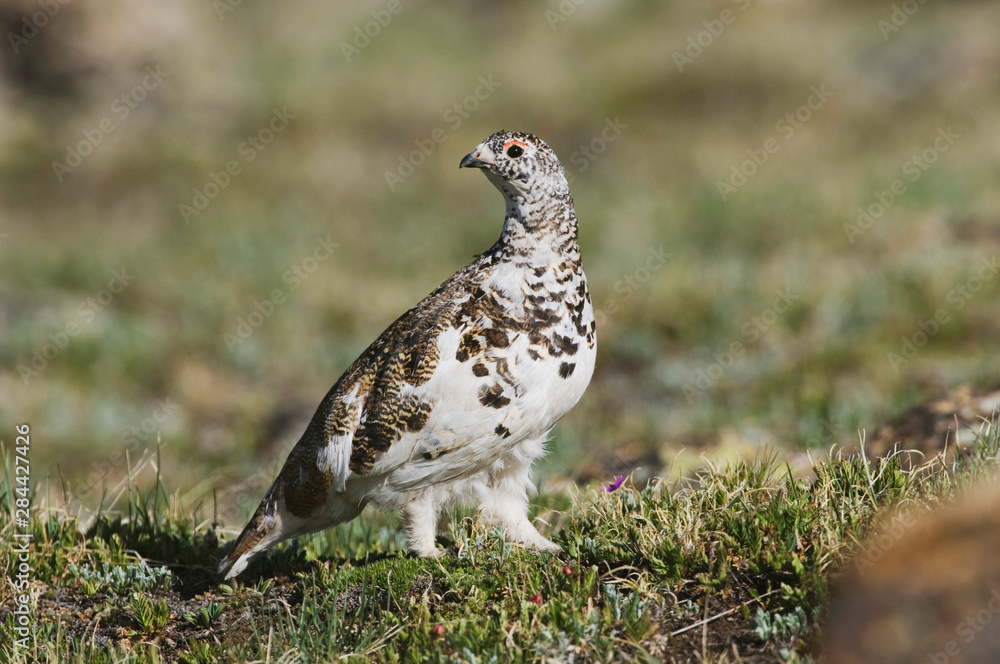 Wall mural white-tailed ptarmigan,lagopus leucura,adult male in summer plumage on alpine tundra, rocky mountain