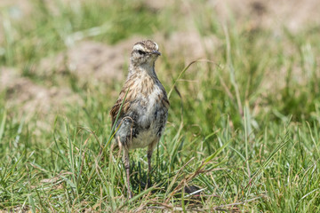 Australasian Pipit