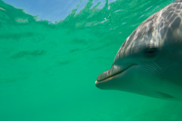 Fototapeta premium Bottlenose Dolphins (Tursiops truncatus) Carribean Sea near Roatan, Honduras 