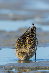 Pacific Golden Plover