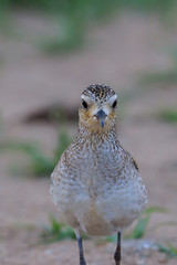 Pacific Golden Plover