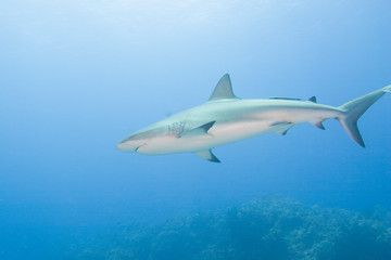 Caribbean Reef Sharks (Carcharhinus perezi) Northern Bahamas 